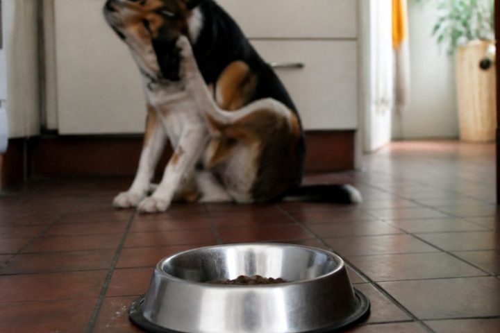 Een hond krabt zijn oor op een keukenvloer, een voerbak op de voorgrond