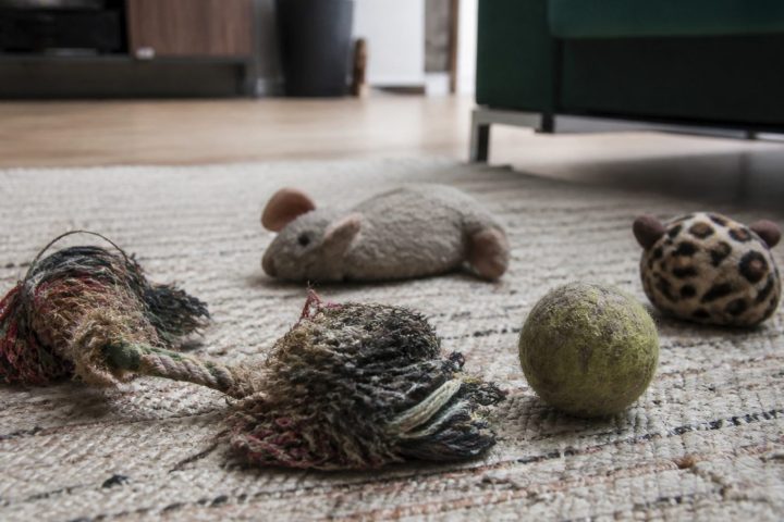 Een paar versleten honden- en kattenspeeltjes verspreid over een woonkamerkleed