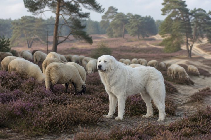 Witte kuddebeschermingshond staat waakzaam bij een schaapskudde op de heide